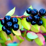 Huckleberries