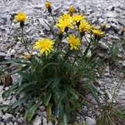 Hawksbeard (Crepis)