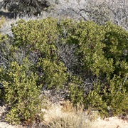 Pointleaf Manzanita (Arctostaphylos Pungens)
