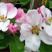 Apple Blossom