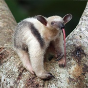 Tamandua