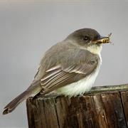 Eastern Phoebe