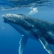 Find Out About Animal Records