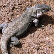 La Gomera Giant Lizard