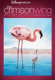 Disneynature Crimson Wing