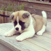 American Akita
