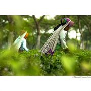 Panchagarh - পঞ্চগড়