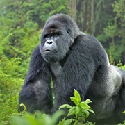 Trak Mountain Gorillas in Africa