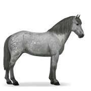 Camargue - Dapple Gray