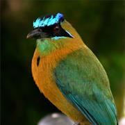 Blue-Crowned Motmot