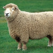 Sheep