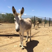 Donkey Sanctuary, Bonaire