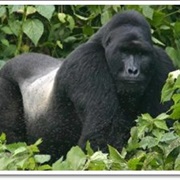 Virunga Mountains (Tracking Gorillas) Uganda,Rwanda,Congo