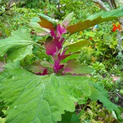 Magenta Spreen (Chenopodium Giganteum)