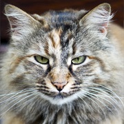 Norwegian Forest Cat
