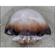 Cannonball Jellyfish