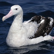 Wandering Albatross