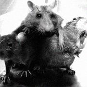 Rats