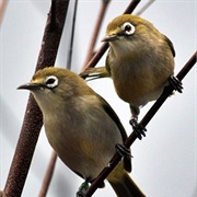 Bridled White-Eye