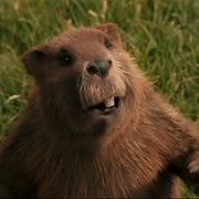 Mr Beaver