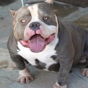 Pitt Bull