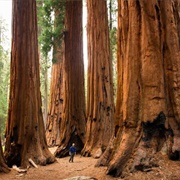 Walk in Sequoia National Park