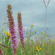 Glacial Ridge National Wildlife Refuge