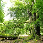 Hunsruck-Hochwald National Park, Germany