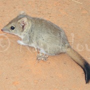 Brush-Tailed Mulgara