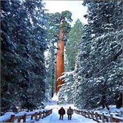 General Sherman Tree