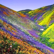 Atacama Desierto Florido, Chile