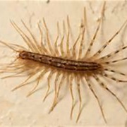 House Centipede