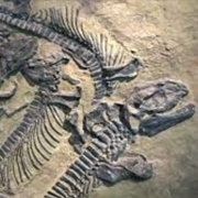 Dinosaur Fossils