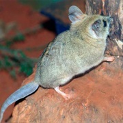 Fat-Tailed Dunnart