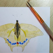 Draw All Butterflies You Saw