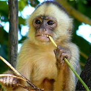 White-Fronted Capuchin
