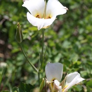 Sego Lily (Calochortus Nuttallii)