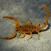 Scorpion