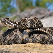 Eastern Massasauga Rattlesnake