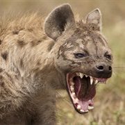 Hyena