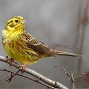 Dee Estuary - Burton Mere Wetlands