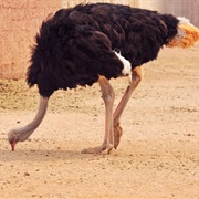Ostriches Stick Their Heads in the Sand to Hide From Enemies