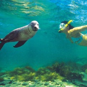 Swim With Sea Lions