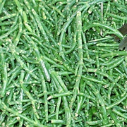 Pousse-Pierre (St. Peter's Cress)