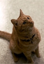 Goose, Captain Marvel (2019)