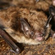 Little Brown Bat