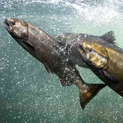 Chinook Salmon (Aka: King, Sacramento River, Spring, Black-Mouthed and Tyee Salmon)