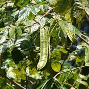 Pacay / Ice-Cream Bean Tree (Inga Feuillei)