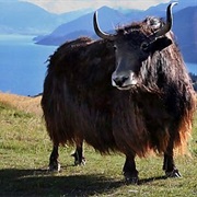 Yak