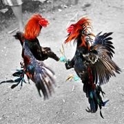 Train Fighting Roosters